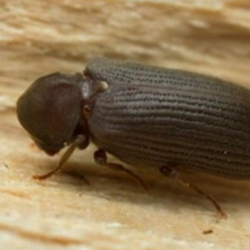 Bekæmpelse af borebiller