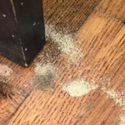 Bekæmpelse af borebiller