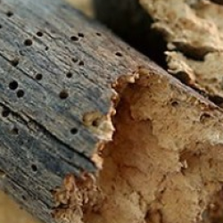 Bekæmpelse af borebiller