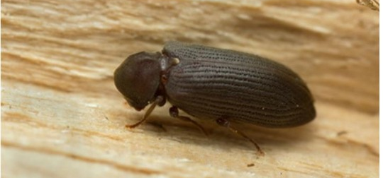 Bekæmpelse af borebiller