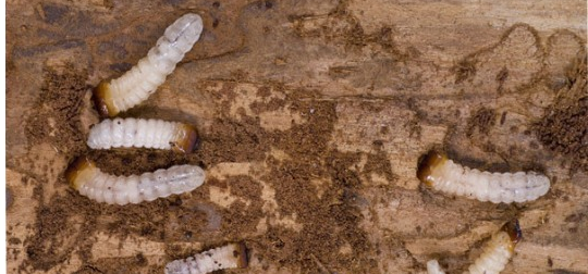 Bekæmpelse af borebiller