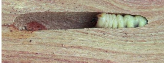 Bekæmpelse af borebiller